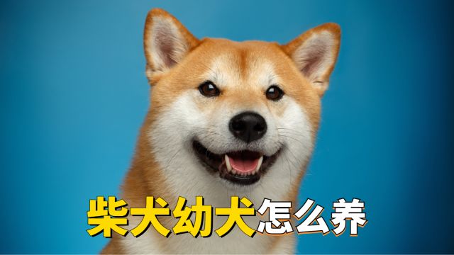 新手养柴犬,详细攻略来了!亲妈宝典