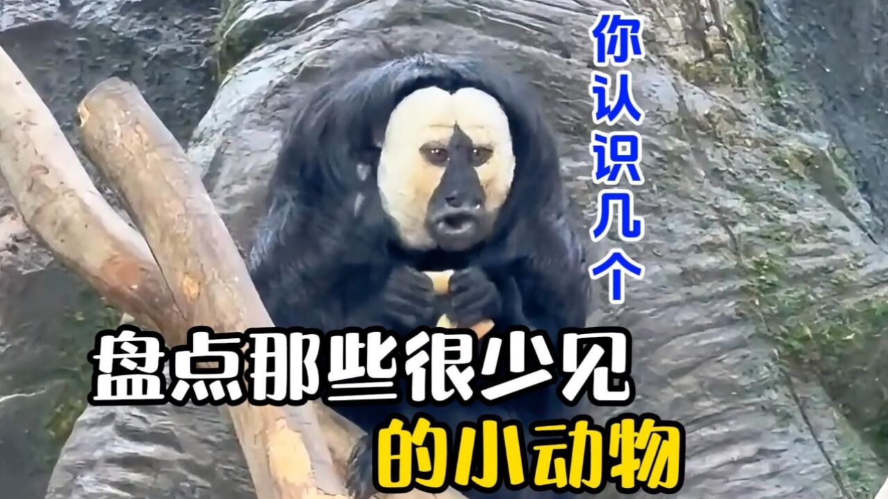 盘点那些很少见的小动物,你认识哪个,反正我都不认识