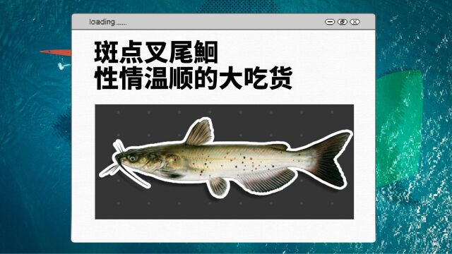 从“外来户”到“本地鱼”,没有学名的清江鱼到底是个啥?