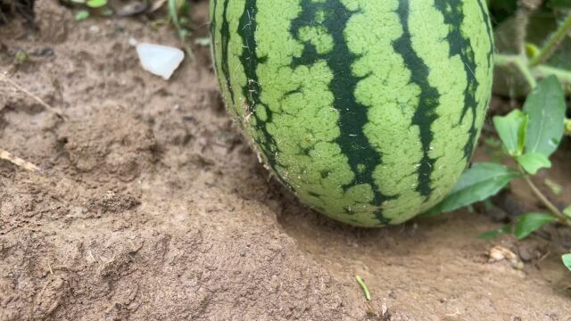 家庭种植西瓜想要产量高,分享整蔓留瓜方法,方法简单一看就会