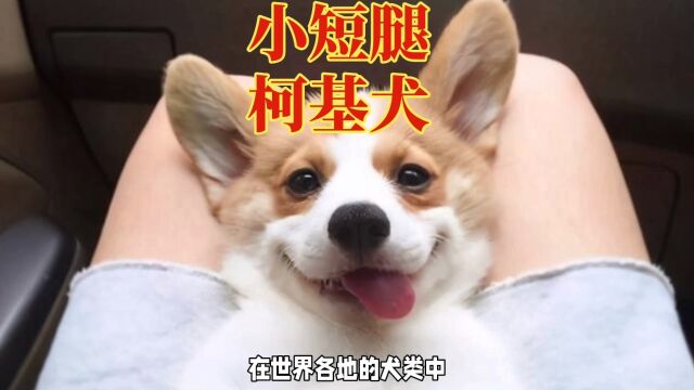 柯基犬:小短腿的聪明活泼,忠诚勇敢