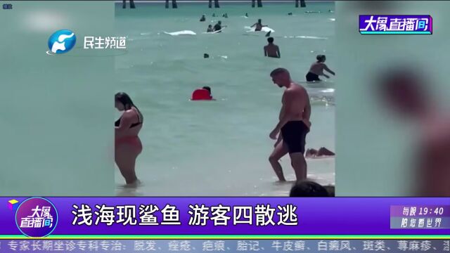 浅海现鲨鱼,游客四散逃