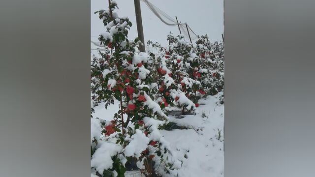 11月12日,迎来入冬以来的第一场雪,果园里,一个个红彤彤的苹果像盖上了一层白棉花!