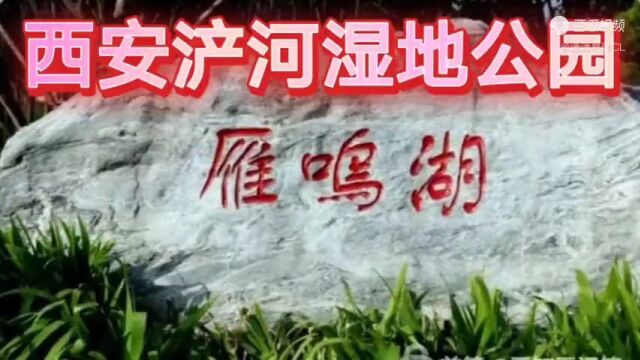 西安雁鸣湖湿地公园,杨柳依依,雁影栩栩