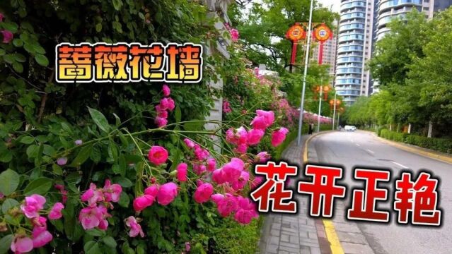 咸阳渭滨公园,伴随着“城市休闲与滨水体验”工程已悄然动工改造,期待她华丽的转身