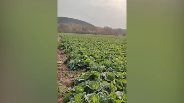 又要降温,南牙户咀村10多万斤蔬菜还没卖出去