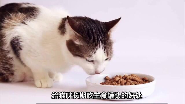 猫罐头品牌推荐,健康安全营养高!