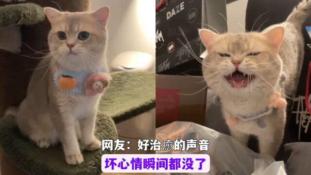 全网声音最萌的小猫,成天唧唧歪歪不停,网友:好治愈的声音