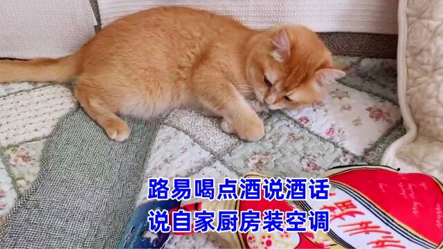 铁岭那家猫太多15:天路易说天热自家厨房都安了空调,看完你信吗