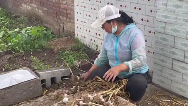 前马市堡村:大蒜丰收季 蒜农收获忙