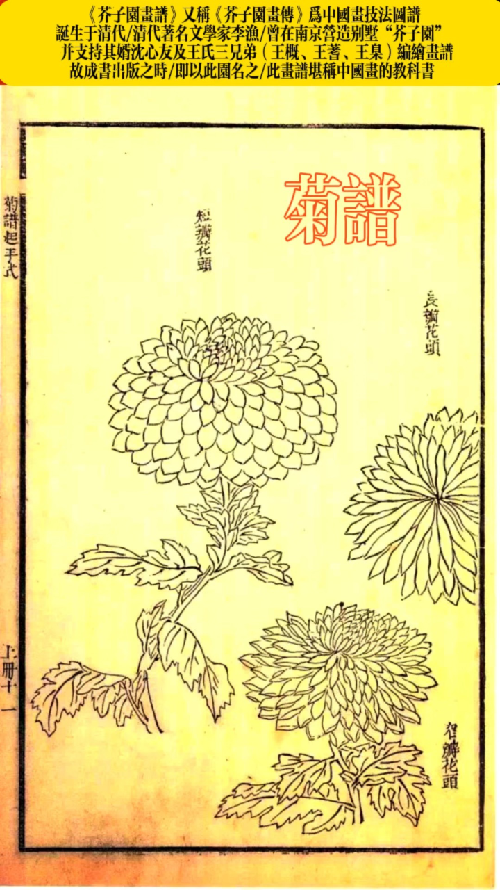《芥子园画谱·菊谱》
