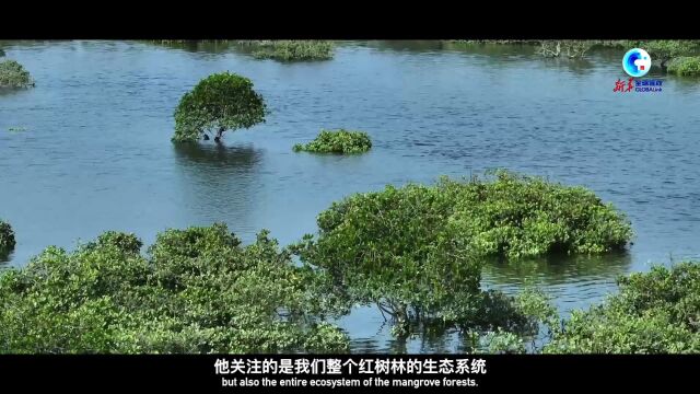 感知生态中国|守护红树林