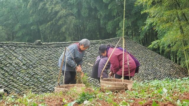 媳妇儿说从今天以后我们不要互称日龙包,没想到她又先开了口 #农忙 #乡村味道