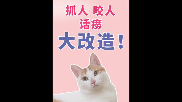 猫抓人咬人话痨大改造!喵星人改造计划笨笨 #萌宠成精了