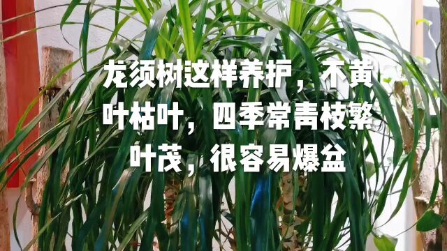 龙须树这样养护,不黄叶枯叶,四季常青枝繁叶茂,很容易爆盆