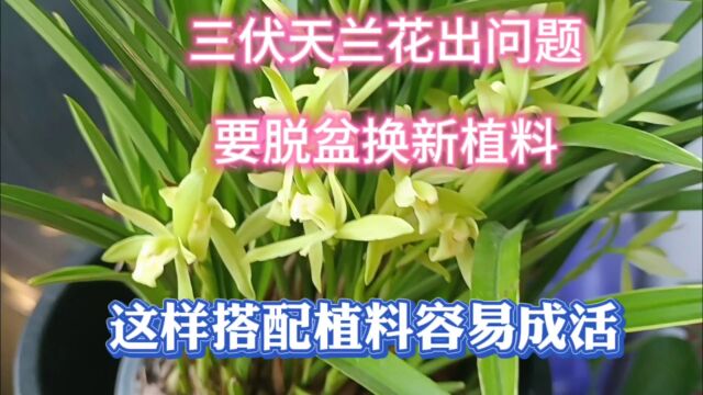 伏天兰花出问题翻盆换植料这样搭配植料容易成活