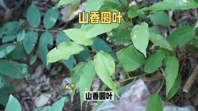 “山香圆叶”日常生活小记