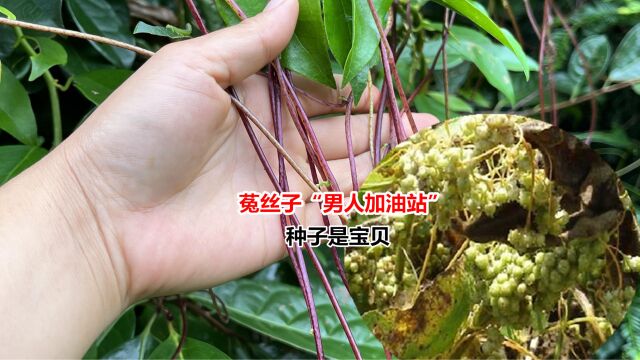 这种植物叫菟丝子,种子被称为“男人加油站”,可惜很多人不知道