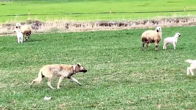 坎高犬与狼交配产下狼狗,那么这条狼狗能否帮助牧场主看羊呢?纪录片充电计划动物篇神奇动物在动物的迷惑行为野狼坎高犬