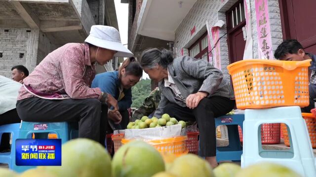 千亩蜂糖李甜蜜上市