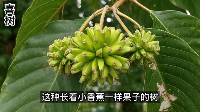 它曾经还是我国首批重点保护野生植物,从喜树提取的喜树碱在医疗方面有重要作用.#奇花异草 #喜树 #植物科普 #农村生活 #野生植物 .