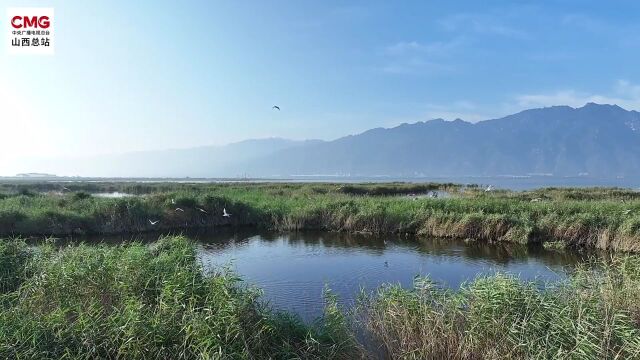 【上级媒体关注永济】开展湿地生态综合治理工程 尽显夏日生态美景