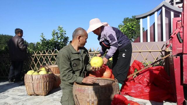 凤凰菖蒲塘村:500亩柚子迎丰收 美村庄富了民