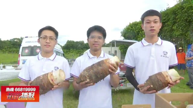 香芋喜获丰收 “芋王”新鲜出炉