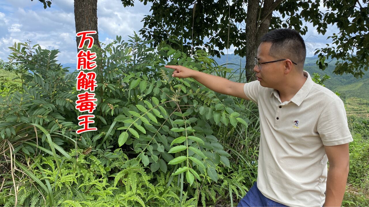 大树底下发现一颗"万能解毒王",很多不认识,拍给大家看一下