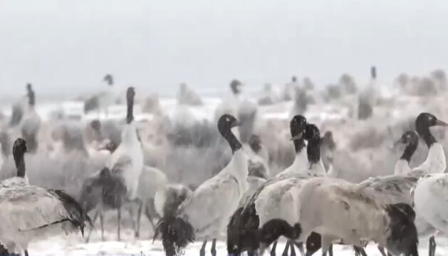 云南:部分高海拔地区迎来降雪,黑颈鹤雪中飞舞