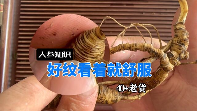 野山参铁线纹?你自己看看这纹咋样