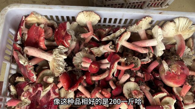 暴雨后,江西一夜之间红蘑菇疯长,1公斤能卖2000元,村民发财了