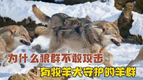 为什么狼群不敢攻击有牧羊犬守护的羊群!_高清1080P在线观看平台_腾讯视频