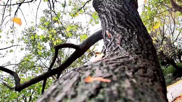 航拍枣庄峄城仙人洞景区:层林尽染惹人醉