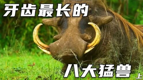 盘点世界上牙齿最长的八大猛兽!这些尖牙利齿是他们的致命武器!_高清1080P在线观看平台_腾讯视频