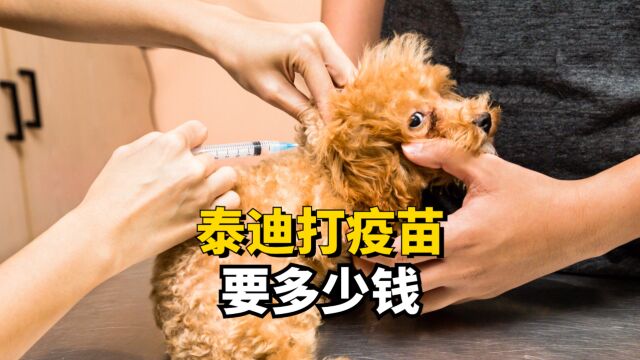 泰迪打疫苗需要多少钱?一共要打几针?