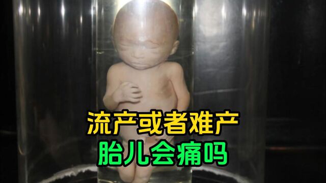 流产或者难产,胎儿会痛吗?