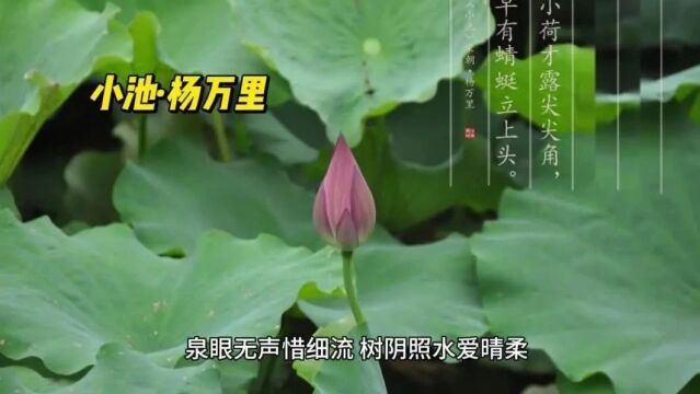 小池小荷才露尖尖角,早有蜻蜓立上头