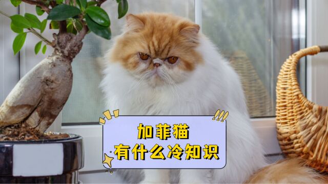 加菲猫有什么冷知识?这些你都知道吗?