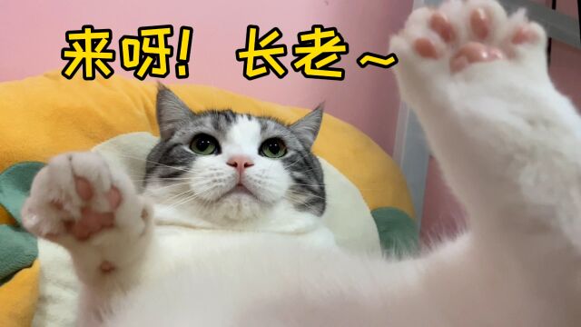 这猫?学过兵法吧?粘人还欲擒故纵!欲迎还拒的…