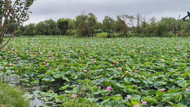 雨中漫步摄芙神, 滴滴珠玑散香馨. 薄薄淡雾似纱瀑, 蓑笠翁影水中行. 