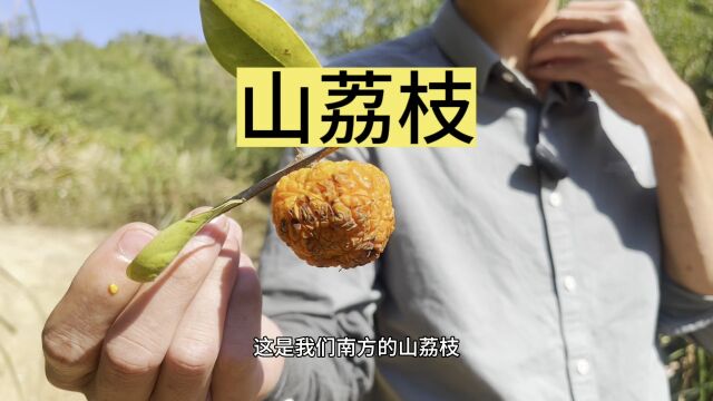 构棘,也叫山荔枝果实微甜,能不能食用交给评论区的你了