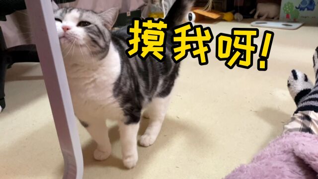 粘人猫:快摸我!不然今天我就蹭死我寄几!!!