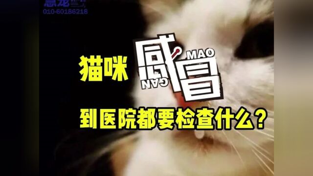 天冷了,小猫咪也会冻感冒吗?该吃什么药?