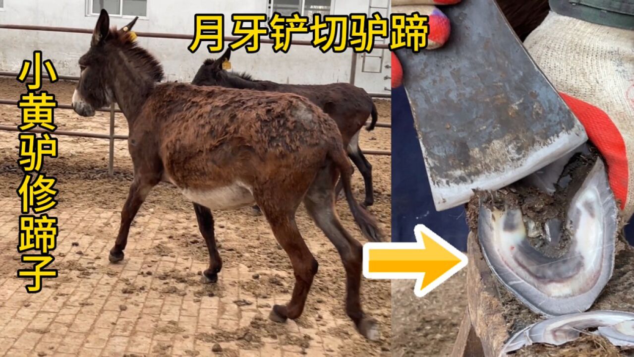 小黄驴修蹄子,师傅手拿月牙铲,切驴蹄如砍瓜切菜干脆利落很解压