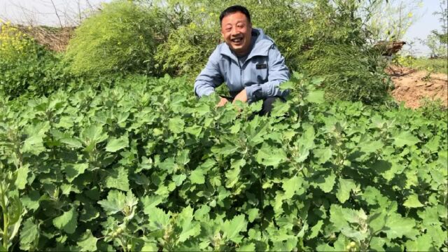 农村美味野菜,它可预防“贫血”,主要是特别多一发现就是一大片