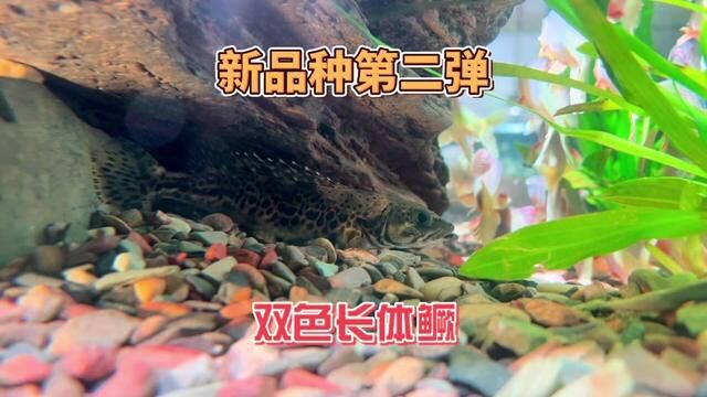 打造全网最全鳜鱼品种系列(一),特殊小体型鳜鱼长体鳜(竹筒鳜),钓到过的钓友欢迎评论留言,你们那里叫什么?