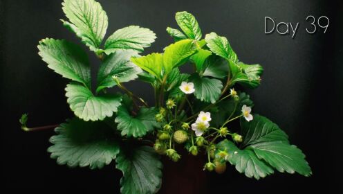 盆栽种植草莓从种子，发芽，移栽，开花到结果（全过程）_高清