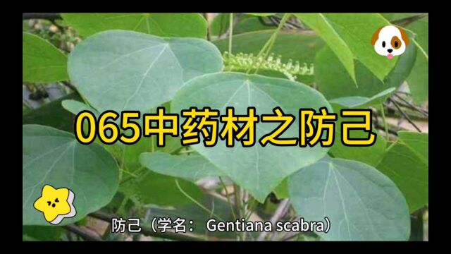 065中药材知识分享之防己