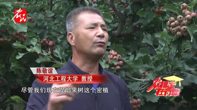 科技助农  山楂一二三产发展须知4 种植密度